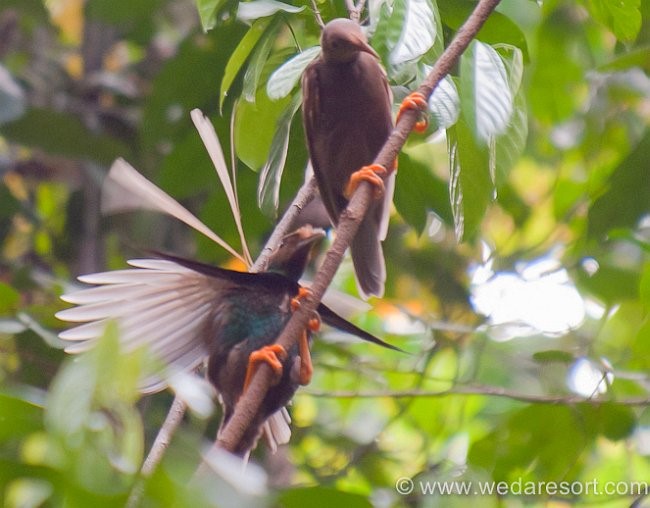 Ekspedisi Burung Bidadari