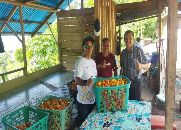 Komoditas Unggulan Hortikultura Bawang Rica dan Tomat (barito)