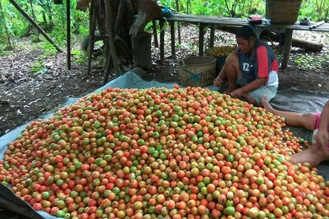 Komoditi Unggulan Hortikultura Tomat