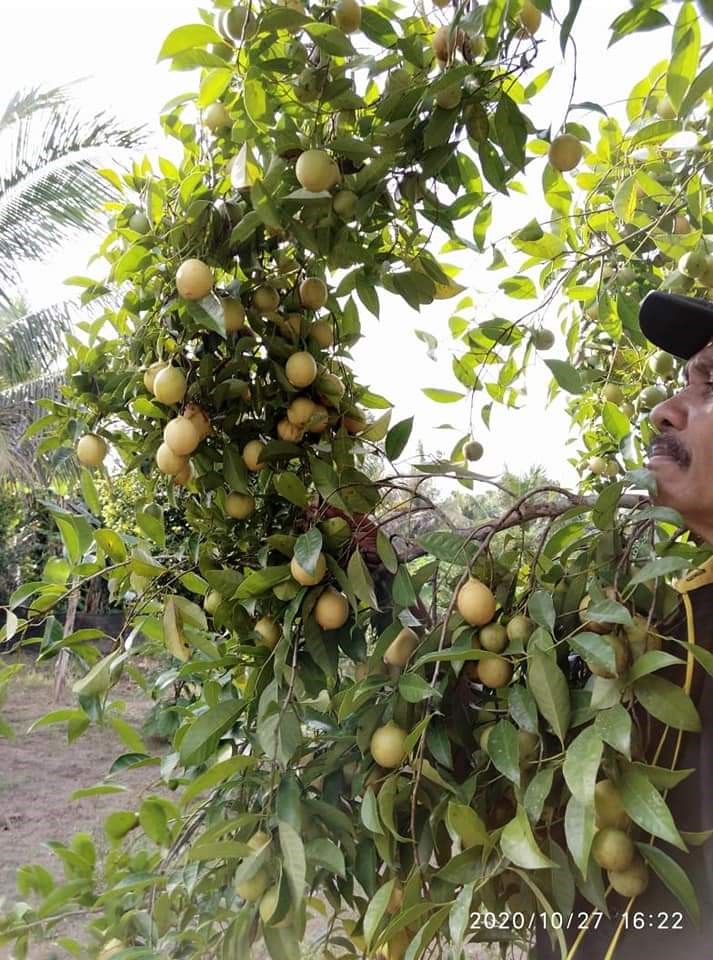 KOMODITAS UNGGALAN BUAH PALA