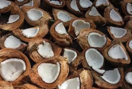 kOMODITAS UNGGULAN KELAPA