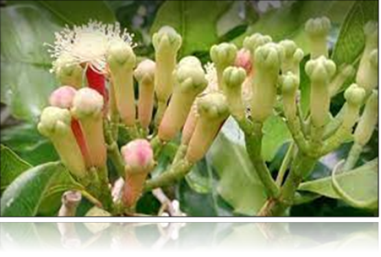 KOMODITAS UNGGULAN CENGKEH